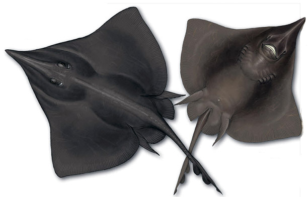 Dipturus nidarosiensis_010.jpg